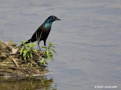 Quiscale bronz / Common Grackle