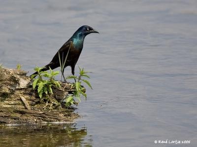 Quiscale bronzé / Common Grackle