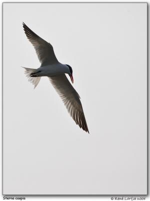 Sterne caspienne / Caspian Tern