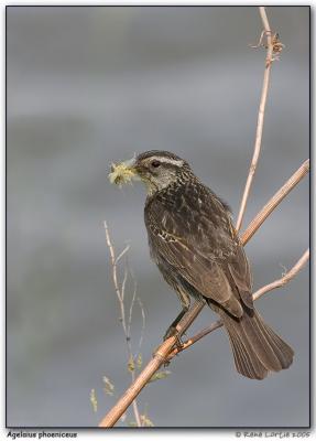 Carouge  paulettes / Red-Winged Blackbird