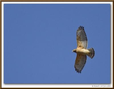 Buse  paulettes  / Red-Shouldered Hawk