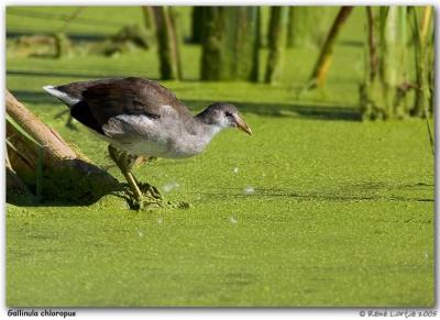 Gallinule poule-d'eau / Common Moorhen