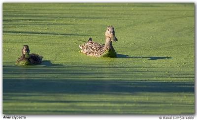 Canard souchet / Northern Shoveler