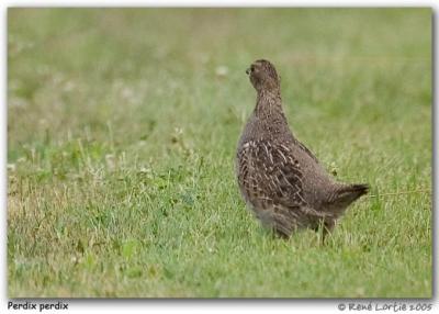 Perdrix grise / Gray Partridge