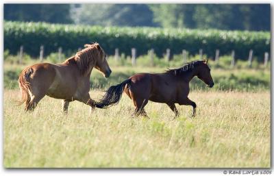 Chevaux / Horses