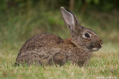 Livre, Snowshoe Hare