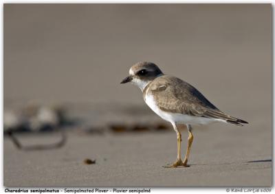 Pluvier semipalm / Semipalmated Plover