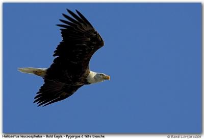 Grand Manan: Les oiseaux / Birds