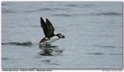 Macareux moine - Atlantic Puffin
