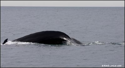 Baleine  bosse / Humpback Whale