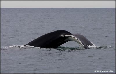 Baleine  bosse / Humpback Whale
