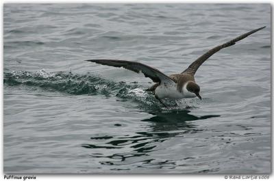 Puffin majeur / Greater Shearwater