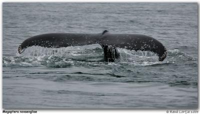 v3/96/410096/3/48528863.JR8U1839_GrandManan_pb.jpg