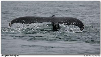 Baleine  bosse / Humpback Whale