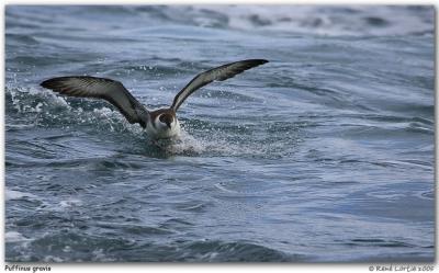 Puffin majeur  / Greater Shearwater