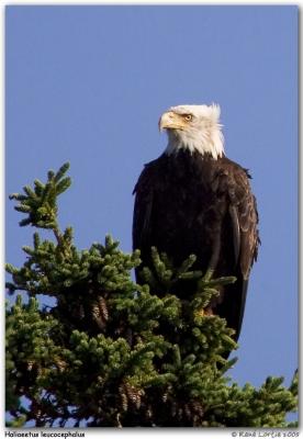 Pygargue  tte blanche / Bald Eagle