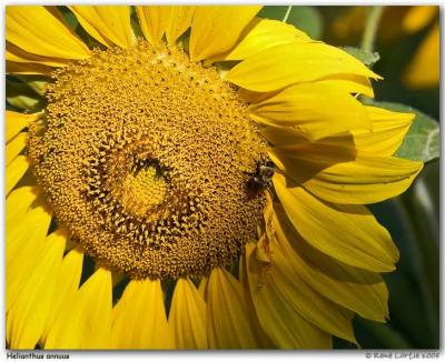 Tournesol / Sunflower