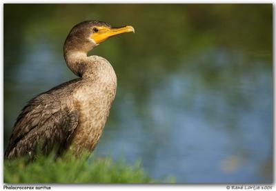 Cormoran  aigrettes  / Double-crested Cormorant