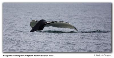 Rorqual  bosse / Humpback Whale