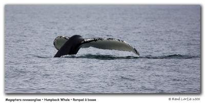 v3/96/410096/3/48997645.JR8U1565_GrandManan_pb.jpg