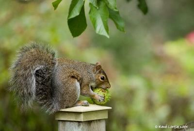 Mangeur de marron / Chestnut Eater