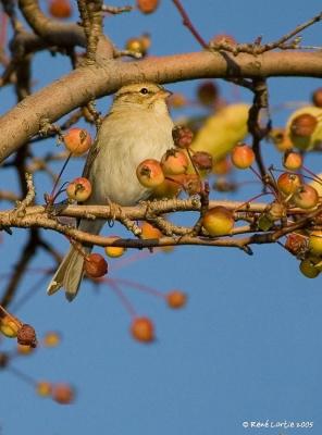 Bruant familier / Chipping Sparrow