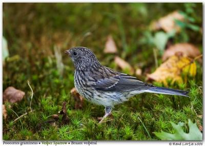 Bruant vespral / Vesper Sparrow