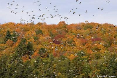 Vole d'oies blanches / Snow Geese