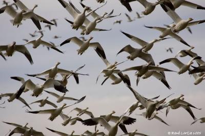 Oies des neiges / Snow Geese