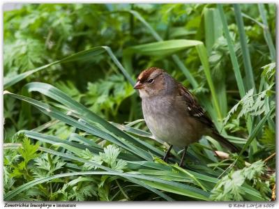 Bruant  couronne blanche / White-crowned Sparrow