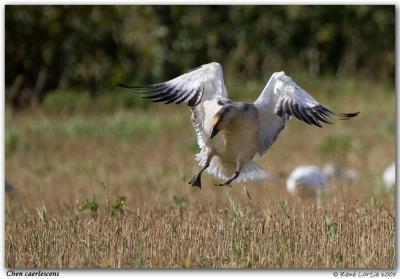 Oie des neiges / Snow Goose