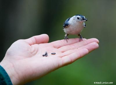 Sittelle  poitrine blanche / White-breasted Nuthatch