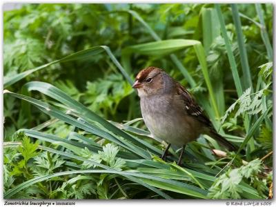 Bruant à couronne blanche / White-Crowned Sparrow