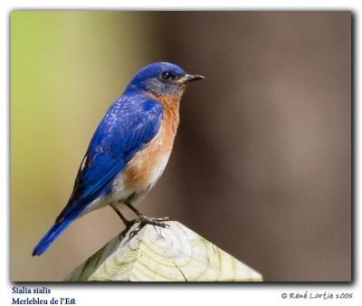 Merlebleu de l'Est / Eastern Bluebird