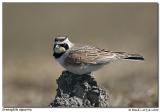 Alouette hausse-col / Horned Lark