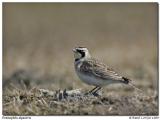 Alouette hausse-col / Horned Lark