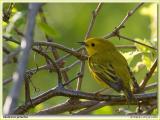 Paruline jaune / Yellow Warbler