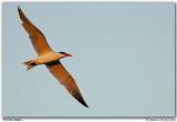 Sterne caspienne / Caspian Tern