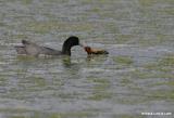 Foulque dAmrique  / American Coot