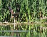 Butor dAmrique / American Bittern