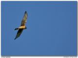 Busard Saint-Martin / Northern Harrier