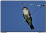 Tyran tritri / Eastern Kingbird