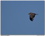 Pygargue  tte blanche / Bald Eagle