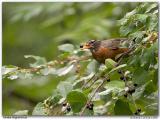 Merle dAmrique / American Robin