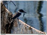Martin-pcheur dAmrique / Belted Kingfisher