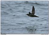 Puffin fuligineux / Sooty Shearwater