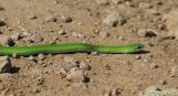 Couleuvre verte / Green Snake