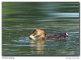 Grbe / Grebe