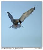 Sterne pierregarin / Common Tern