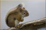 Écureuil roux / Squirrel